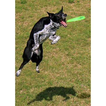 13161-3_aerobie-dogobie-disc-letajici-talir-pro-psy-1.jpg?628fa5a1