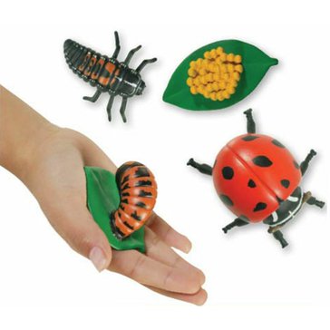 cycle_ladybird_1.jpg