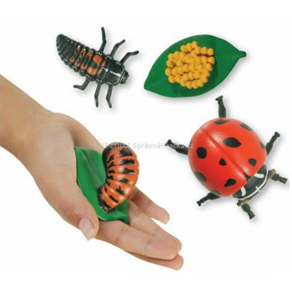 cycle_ladybird_1.jpg