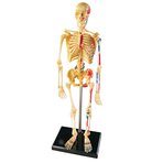 Lidská kostra - 25 cm, anatomický model a puzzle