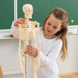 Model kostry pro děti - 80 cm, z nerozbitného plastu