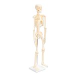 Model kostry pro děti - 80 cm, z nerozbitného plastu