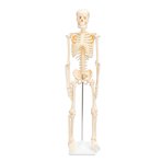 Model kostry pro děti - 80 cm, z nerozbitného plastu