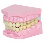 Model žvýkání a zubů - názorná a pohyblivá pomůcka
