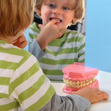 Model žvýkání a zubů - názorná a pohyblivá pomůcka