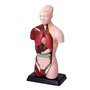 Torzo těla - školní 27 cm  model pro děti