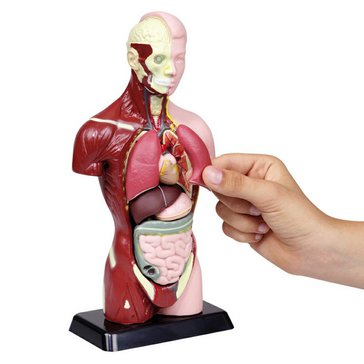 Torzo těla - školní 27 cm  model pro děti