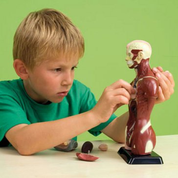Torzo těla - školní 27 cm  model pro děti
