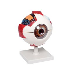 Velký model oka - názorná pomůcka ⌀ 16 cm, 6 dílů