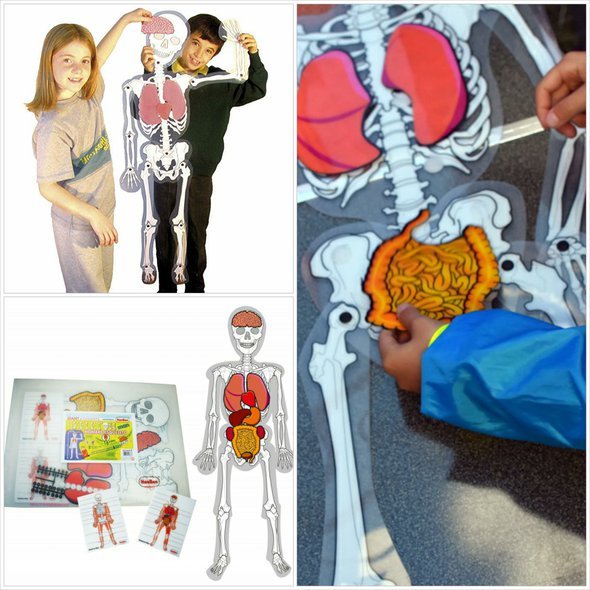 kostra-lidskeho-tela-s-organy-pohyblive-a-odnimatelne-dily_B150077_5.jpg