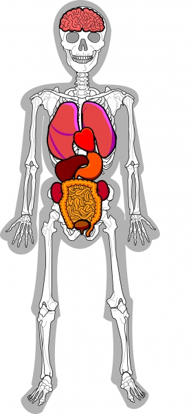 Kostra človeka s organmi