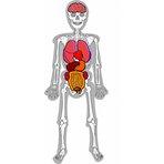 kostra-lidskeho-tela-s-organy-pohyblive-a-odnimatelne-dily_B150077_8.jpg