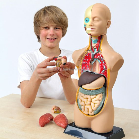 Torzo člověka velké - model lidského těla pro děti