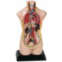 Torzo člověka velké - model lidského těla pro děti
