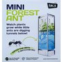 Forest-Ant-Mini-Antquarium-male-prenosne-gelove-akvarium-pro-studium-mravencu-J2MKF_2.jpg
