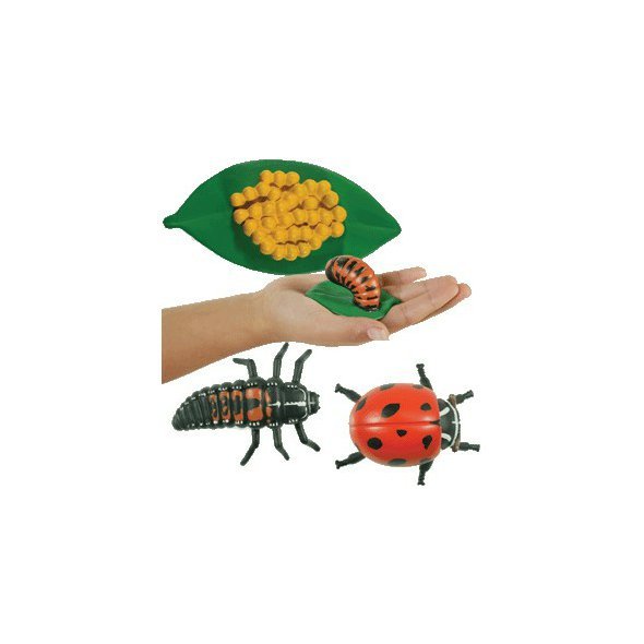 Životní cyklus "Beruška" - model s vývojovými stádii