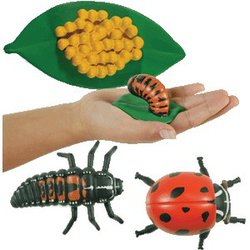 Životní cyklus "Beruška" - model s vývojovými stádii