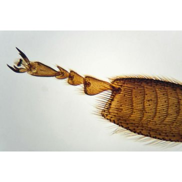 Dětský kapesní mikroskop "Outdoor Adventure se zvětšením 20-40x zoom "