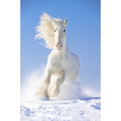 Dětský ruční foto-projektor " Koně " a kapesní svítilna