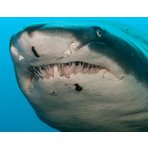 Dětský ruční foto-projektor "Žraloci"  a kapesní svítilna
