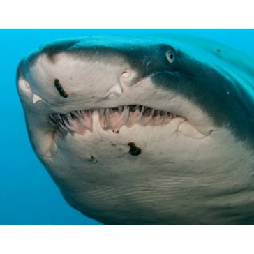Ruční foto-projektor "Žraloci"  a kapesní svítilna