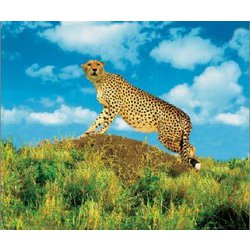 Dětský ruční foto-projektor  "Zvířata" a  kapesní svítilna