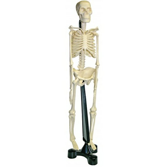 kostra-cloveka-model-lidske-kostry-pro-deti-B120031_1.jpeg