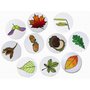 Sada razítek "List a plod" - 12 ks, úchyty 7,5 cm
